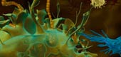 Immunrendszer és a mikroelemek kapcsolata